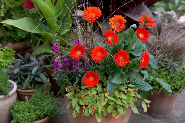 Begonia, Gerbera e Carex Container