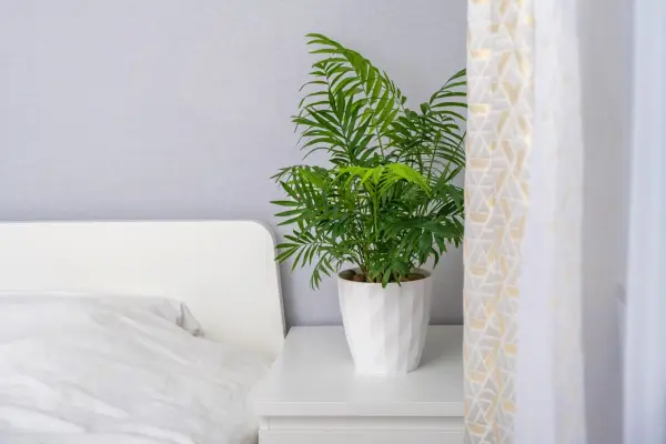 Chamaedorea elegans plant in white flower pot stands on white for planters pedestal on gray background. Stylish and minimalistic urban jungle interior. Home decoration with green plants. Parlour palm.
