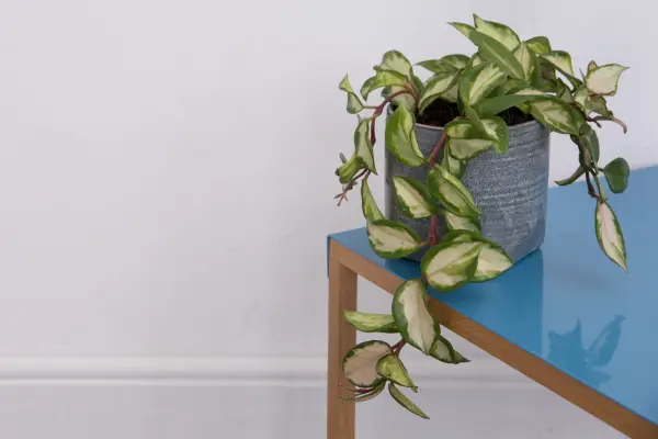 Hoya carnosa Tricolor houseplant house plant table interior inside 260919 26092019 26/09/19 26/09/2019 26 26th September 2019 Autumn Houseplants A-Z Studio set-up shoot location Peckham London photographer Sarah Cuttle