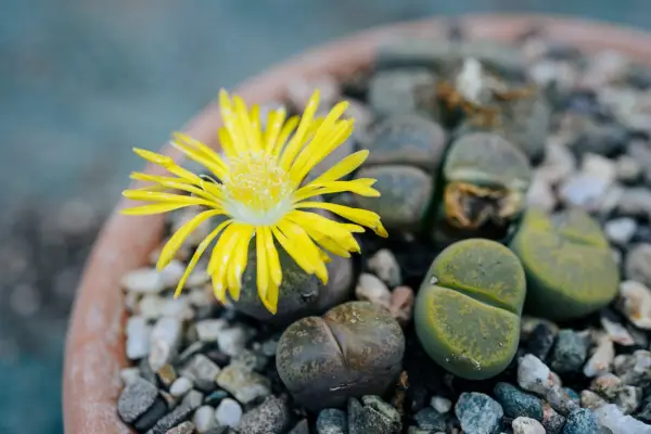 Lithops flowering stones living stones yellow flower succulent succulents plant portrait 081018 08102018 08/10/18 08/10/2018 8 8th October 2018 Autumn Monty Don Longmeadow photographer Jason Ingram