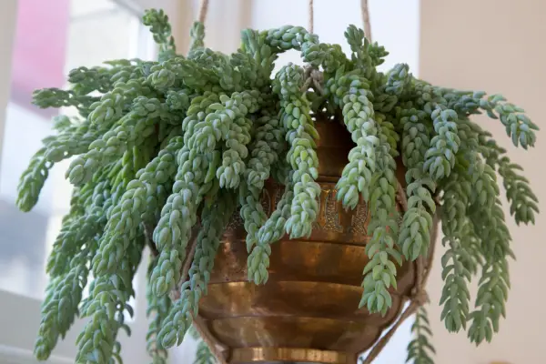 Sedum morganianum burro’s tail hanging hang hung houseplant houseplants 180418 18042018 18/04/18 18/04/2018 18 18th April 2018 Spring Jamie Song Hanging Houseplants location Rotherhithe London photographer Sarah Cuttle