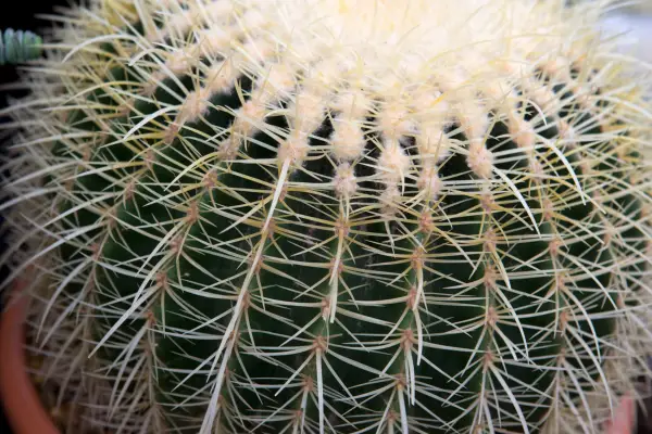 Echinocactus grusonii Ottershaw Cacti stand exhibitor Plant portrait 160616 16062016 16/06/16 16/06/2016 16 16th June 2016 Summer Gardeners