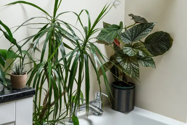 Dracaena marginata Madagascar dragon tree Begonia Lucerna Collection of houseplant houseplants group grouped together in bathroom house plant care practical Houseplants with Joe Bagley 040422 04042022 04/04/22 04/04/2022 4 4th April 2022 Spring location Loughborough photographer Jason Ingram