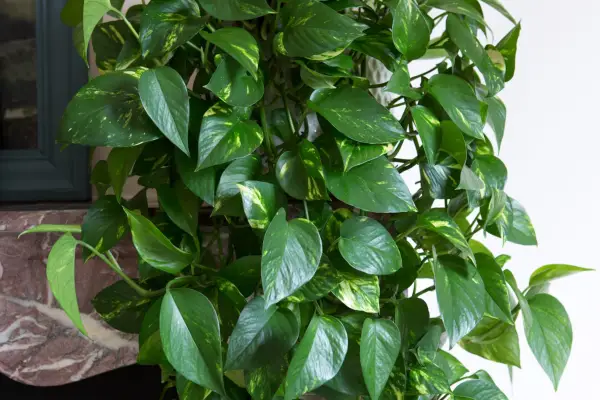 close up Epipremnum pinnatum Aureum on fireplace mantelpiece houseplant Houseplants with Isabelle Palmer 270417 27042017 27/04/17 27/04/2017 27 27th April 2017 Spring photographer Sarah Cuttle vertical