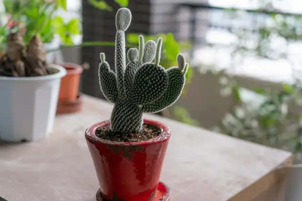 Bunny ear cactus looks like a lively family or teacher and students on the shelf of the balcony.It