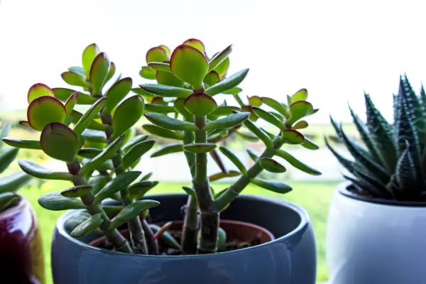 Jade plant, lucky plant, money plant or money tree, (Crassula ovata)