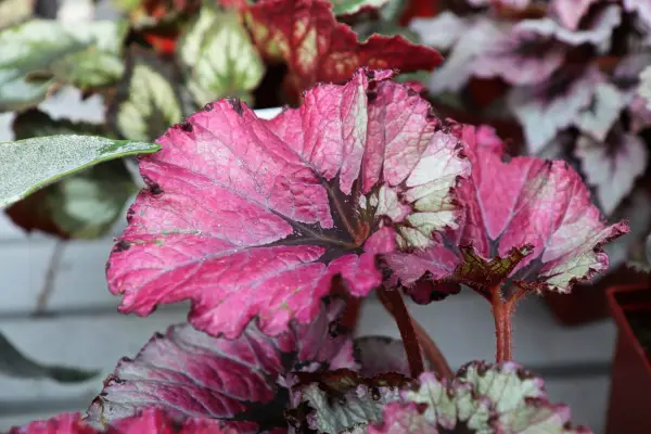 Bright colorful leaves on a Painted Begonia plant.
