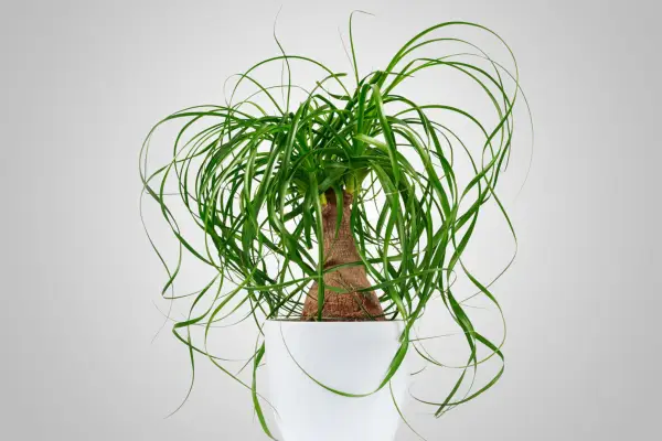 Potted evergreen ponytail palm (Beaucarnea Recurvata) isolated on grey background