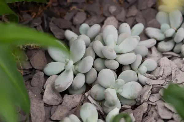 Pachyphytum oviferum moonstones Madrona Nursery stand plant portrait 010719 01072019 01/07/19 01/07/2019 1 1st July 2019 Summer RHS Hampton Court Flower Show 2019 Floral Marquee photographer Torie Chugg