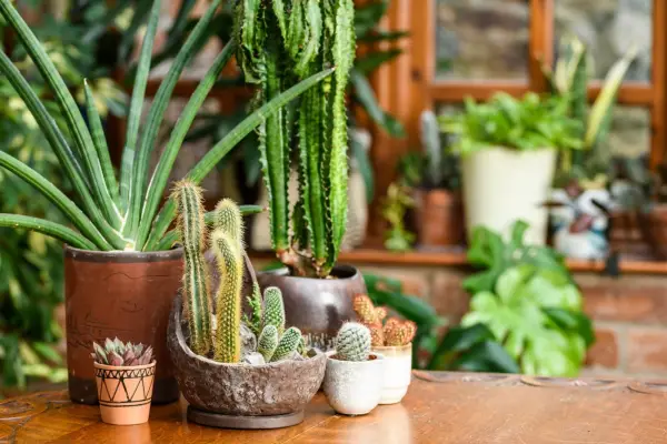 2048x1365-Bedroom-houseplants-SEO-Houseplants_with_Joe_Bagley_JI_040422_JoeBagley_152