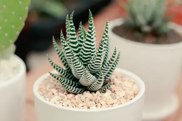 Cute zebra plant or Haworthia fasciata in a small white pot