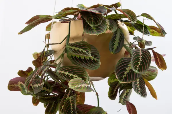 Maranta leuconeura prayer plant hanging hang hung houseplant houseplants 180418 18042018 18/04/18 18/04/2018 18 18th April 2018 Spring Jamie Song Hanging Houseplants location Rotherhithe London photographer Sarah Cuttle