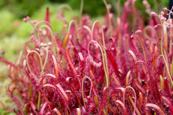 Drosera capensis Hewitt-Cooper Carnivorous Plants stand plant portrait 020718 02072018 02/07/18 02/07/2018 2 2nd July 2018 Summer RHS Hampton Court Flower Show 2018 Floral Marquee photographer Paul Debois