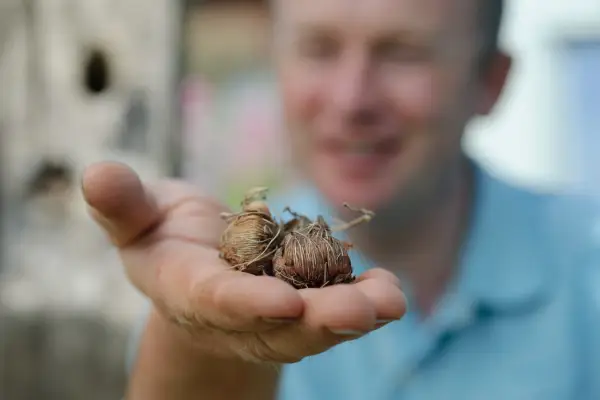 How to grow crocosmia - crocosmia corms ready for planting