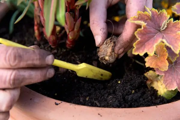 How to grow crocosmia - planting crocosmia corms