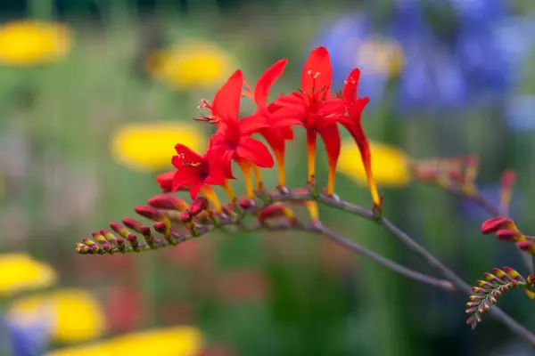 How to grow crocosmia - Crocosmia 