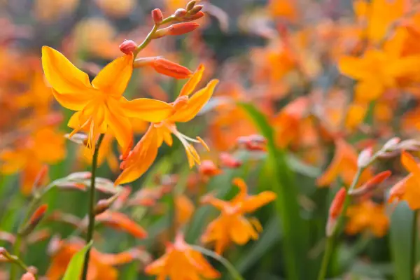 How to grow crocosmia - Crocosmia x crocosmiiflora 