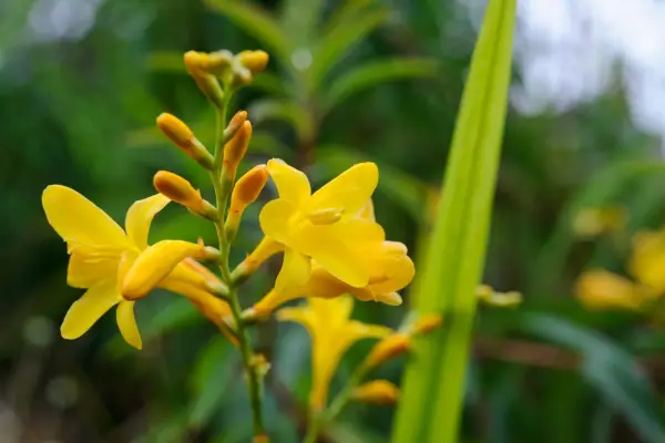 How to grow crocosmia - Crocosmia 