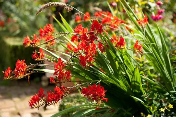 How to grow crocosmias