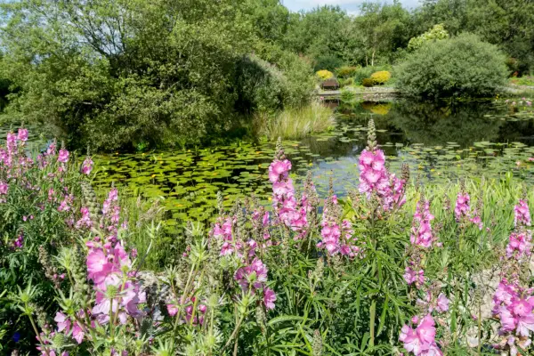 Real gardens: transforming a challenging plot