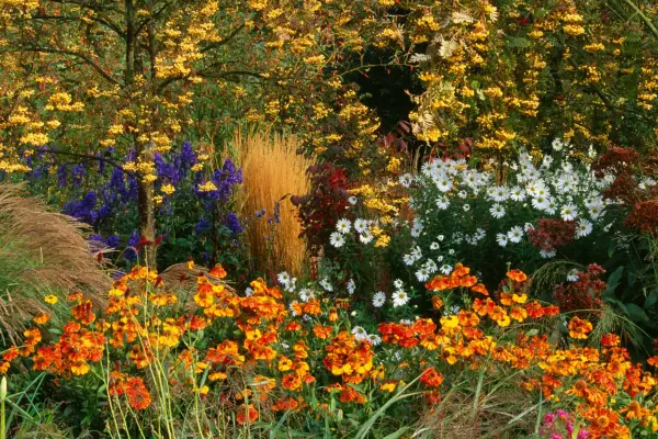 Late summer planting including miscanthus and helenium, planted under rowan tree with yellow berries. Photo: Getty