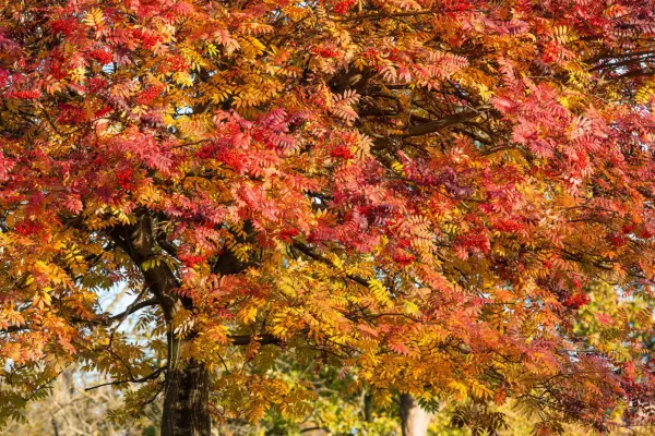 Trees for autumn colour - Rowan, Sorbus acuparia