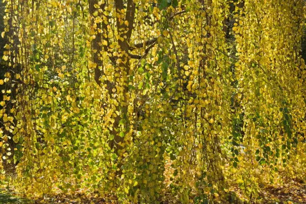 How to grow Katsura tree