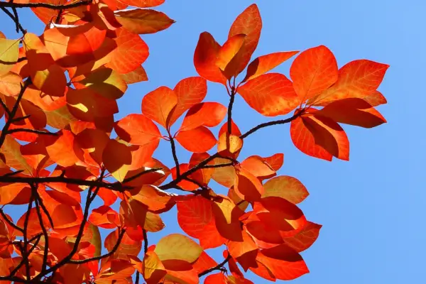 Trees for autumn colour - Nyssa sylvatica