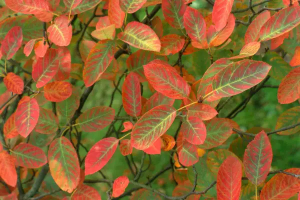 Trees for autumn colour - Amelanchier lamarckii