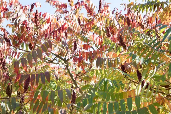 Trees for autumn colour - Rhus typhina stag