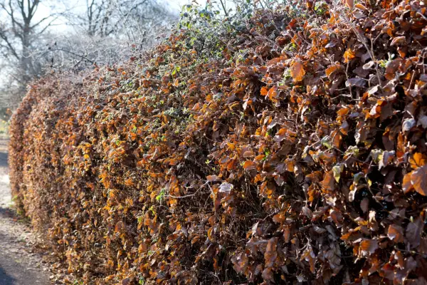 Beech hedge, Fagus sylvatica