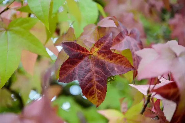 Trees for autumn colour - Liquidambar styraciflua 