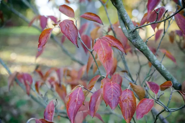 Trees for autumn colour - Cornus Kousa 