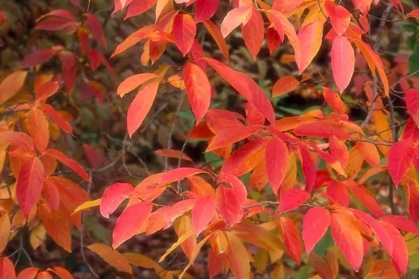 Trees for autumn colour - Chinese Tupelo, Japanese maple, Nyssa sinensis