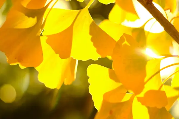 Trees for autumn colour - Ginkgo biloba