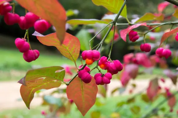 Trees for autumn colour - European spindle, Euonymus europaeus