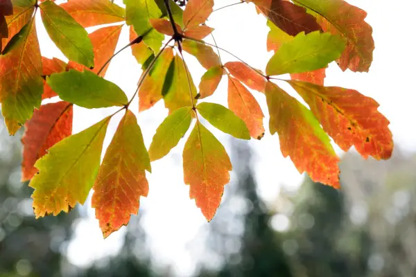Trees for autumn colour - Japanese maple, Acer griseum