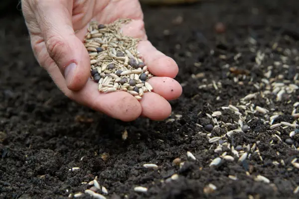 Sowing green manure on prepared ground