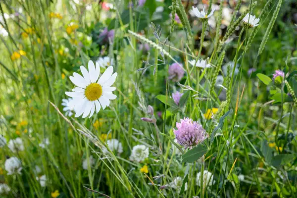 Wildflowers, which do best in nutrient-poor soils