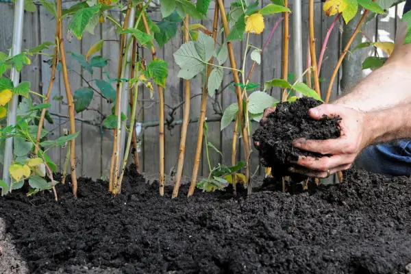 Mulching around plants with manure