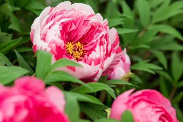 8 개의 나무 모란이 성장합니다