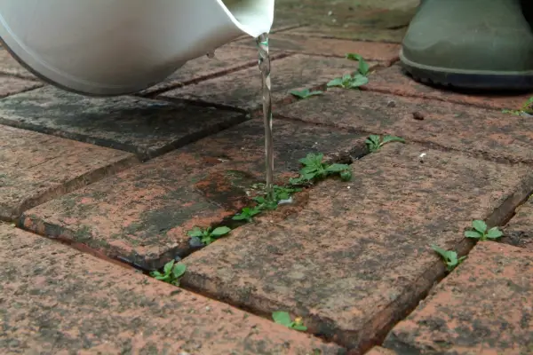 Killing weeds with boiling water