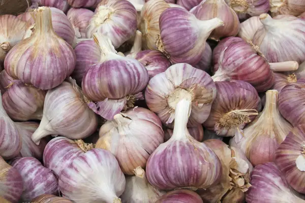 Gardening with a clear conscience - garlic