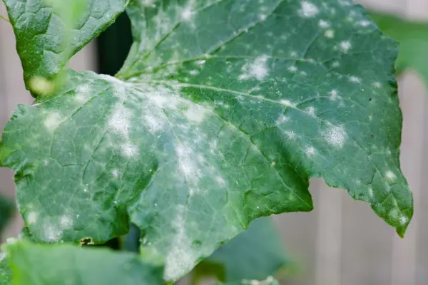 Gardening with a clear conscience - mildew