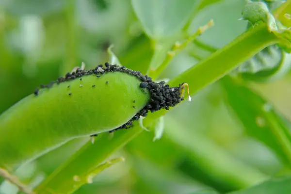 Gardening with a clear conscience - blackfly