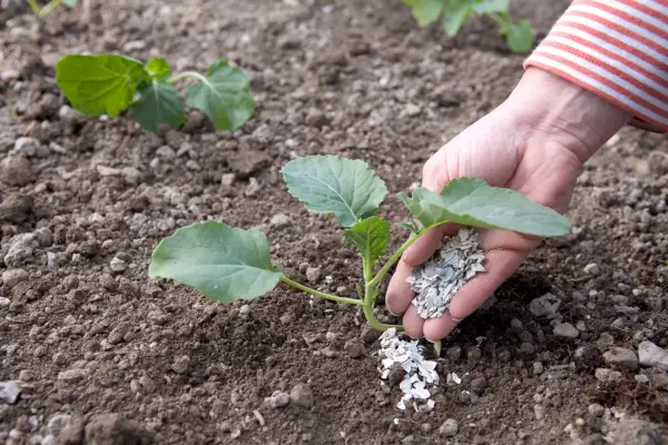 Gardening with a clear conscience - mulching romanesco with crushed oyster shells