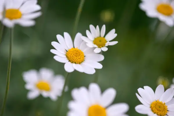 Gardening with a clear conscience - chamomile flower