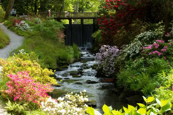 Bodnant Garden, riverside dell, surrounded by rhododendrons: Rod Kirkpatrick