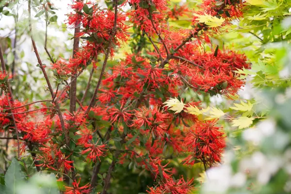 Embothrium coccineum, or Chilean Fire Bush has bright red flowers in May-June