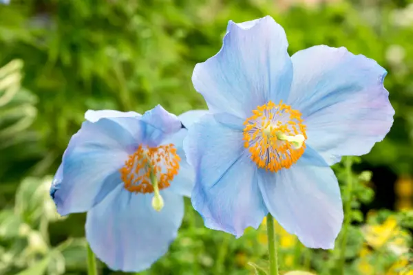 Meconopsis (Fertile Blue Group) Mop-head Himalayan blue poppy Mop-head Harperley Hall stand plant portrait 210518 21052018 21/05/18 21/05/2018 21 21st May 2018 Spring RHS Chelsea Flower Show 2018 Great Pavilion photographer Paul Debois Floral Marquee